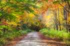 USA-New England-Maine-Wild River gravel road lined with Fall colored Birch and Maple trees Art Print